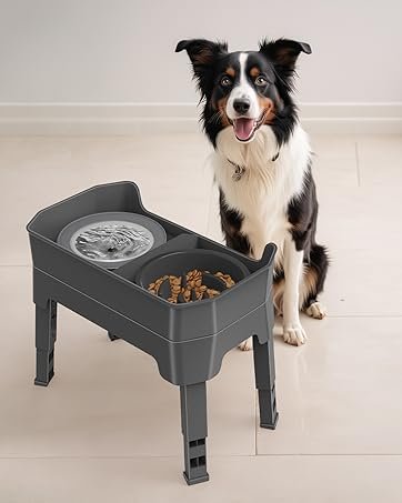 raised dog bowl