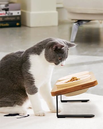 tilted cat bowls