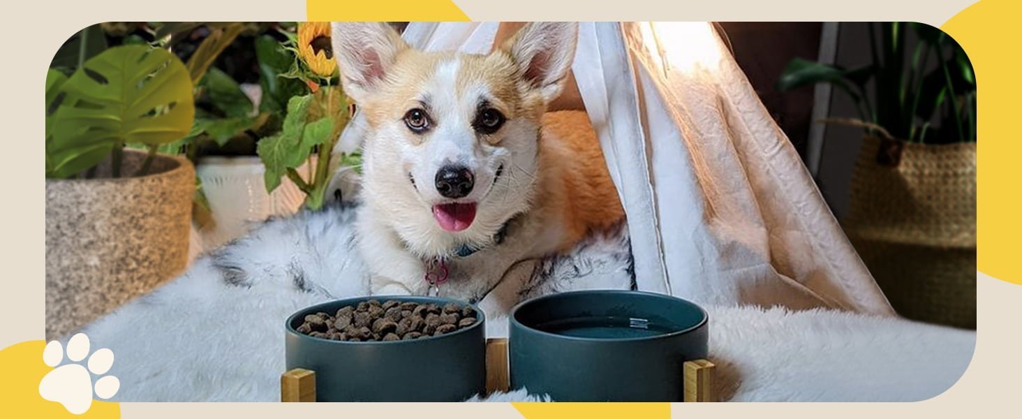 Dog bowl