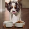 71IGgF0jyAL._AC_SL1500 Ceramic Dog and Cat Bowl with Wood Stand Non-Slip Matte Glaze Weighted Food Water Set for Cats &Small Dogs 13.5OZ