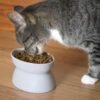 Raised Cat Food Bowl Collection/Stress Free Pet Feeder and Waterer and Slow Feed Bowls