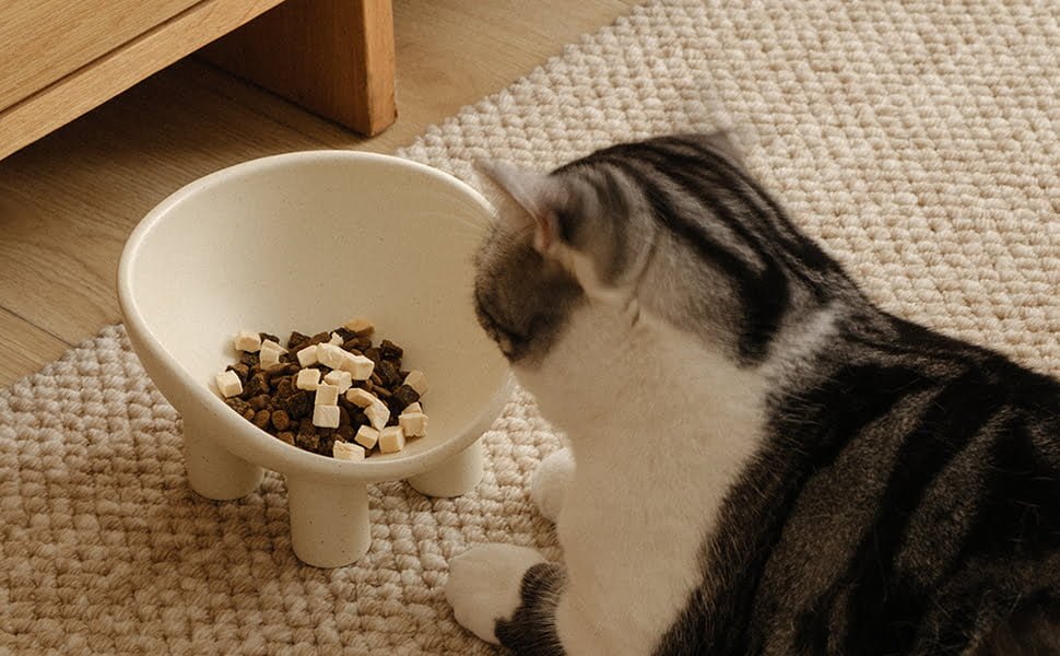 Chubby Cute Pet Bowls