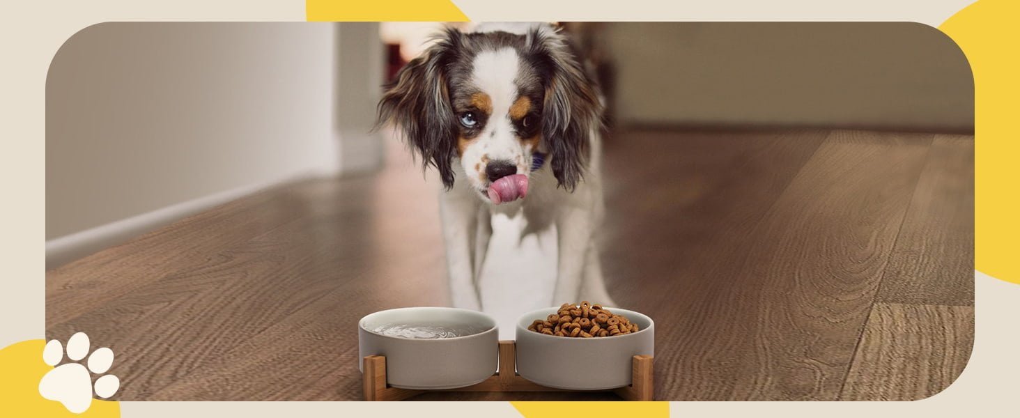 ceramic dog bowls