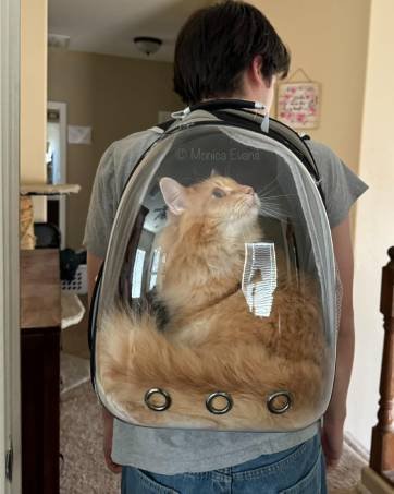 cat backpack