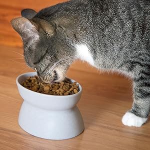 cat feeding