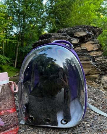 cat backpack carrier