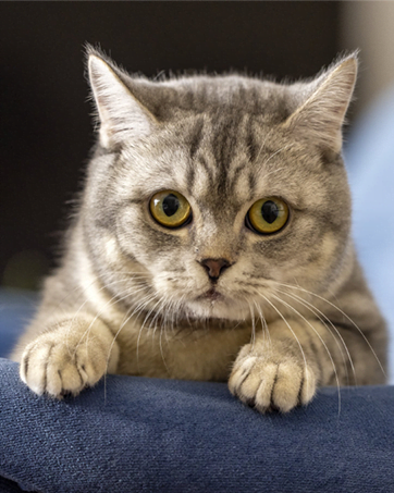 dog car bed for 2 dogs