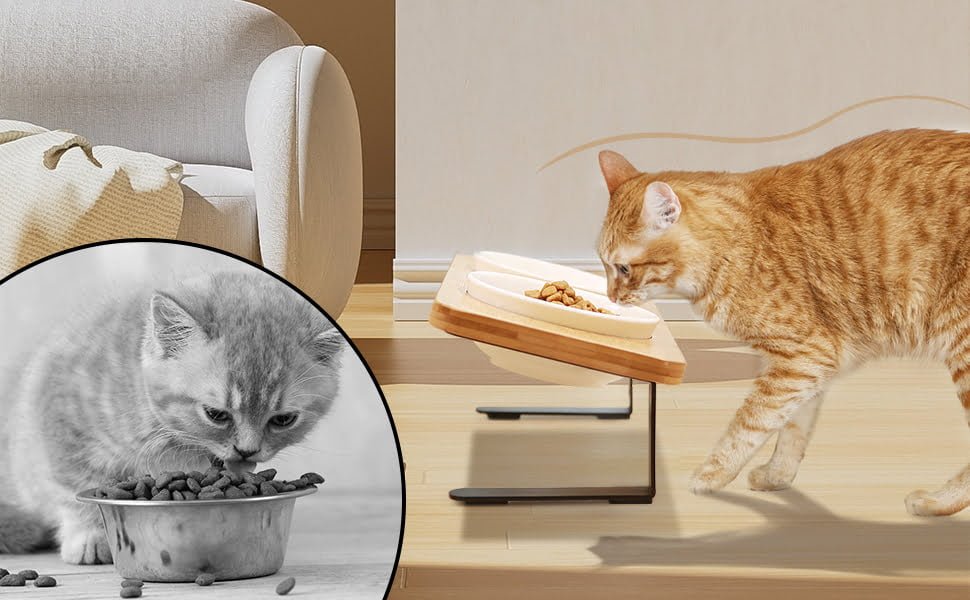 elevated cat bowls
