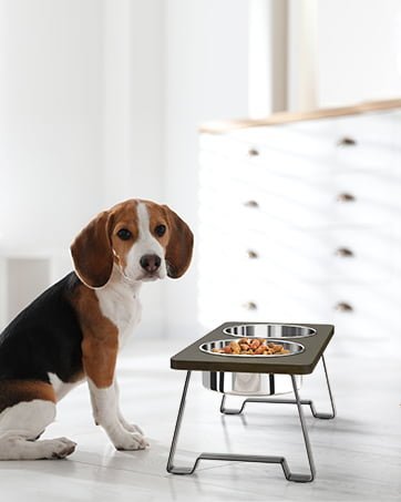 dog bowls for medium dogs