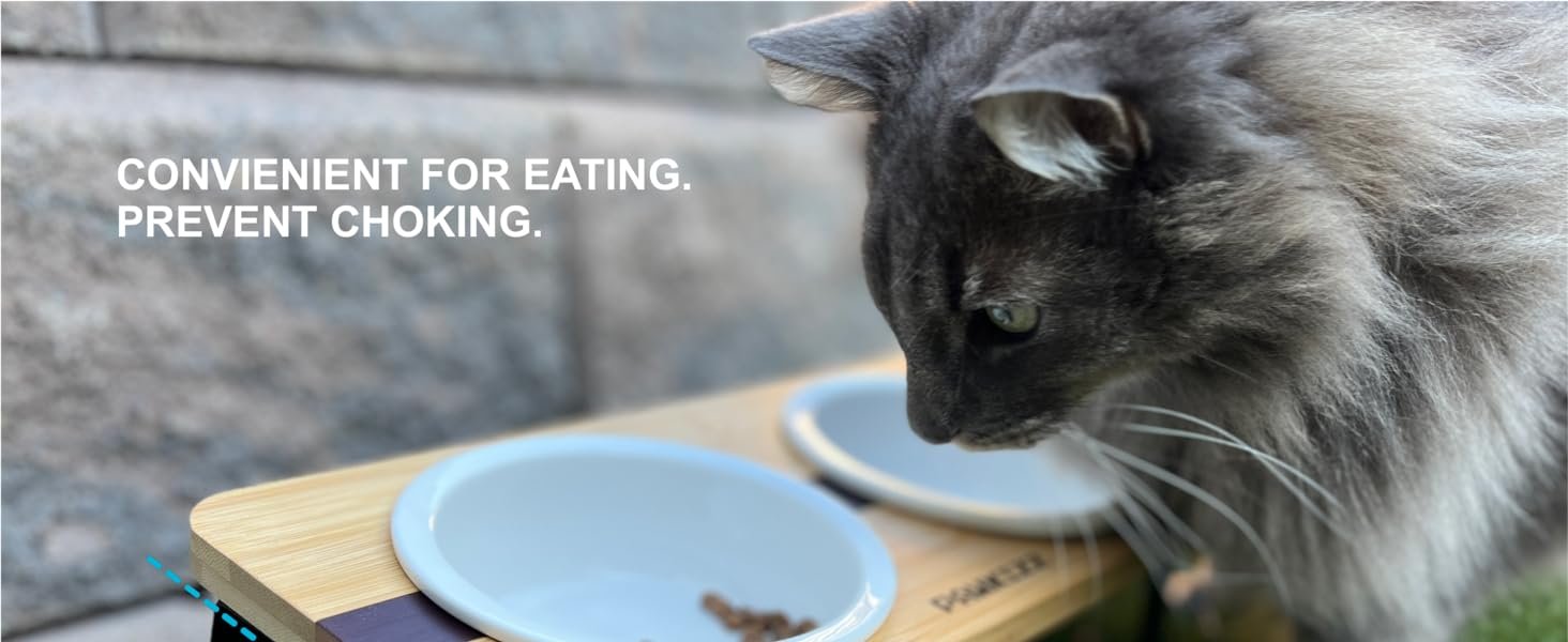 ceramic cat bowl water bowls for indoor cats small dog food dish elevated raised slant slanted